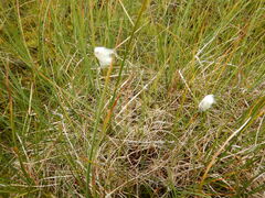Eriophorum scheuchzeri