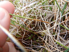 Eriophorum scheuchzeri