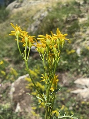Jacobaea adonidifolia