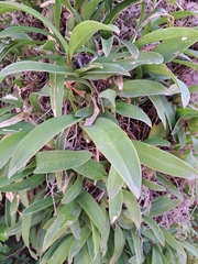 Epidendrum ciliare