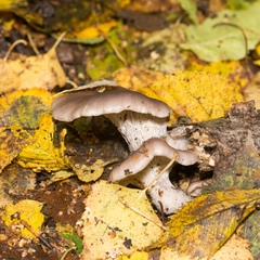 Pleurotus ostreatus