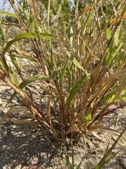 Urochloa fusca