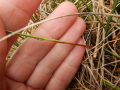 Eriophorum scheuchzeri