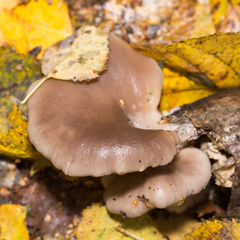 Pleurotus ostreatus