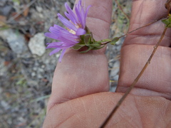 Symphyotrichum pratense