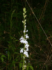 Lobelia appendiculata