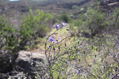 Tropaeolum azureum