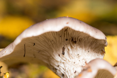 Pleurotus ostreatus