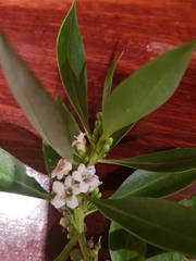 Myoporum