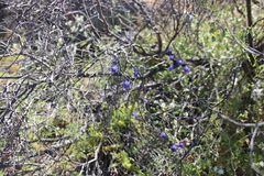 Tropaeolum azureum