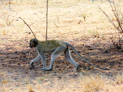 Chlorocebus cynosuros