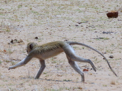 Chlorocebus cynosuros