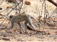 Chlorocebus cynosuros
