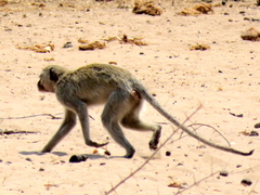Chlorocebus cynosuros