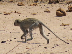 Chlorocebus cynosuros