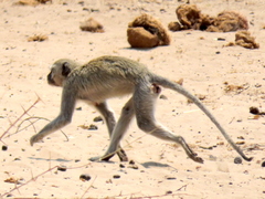 Chlorocebus cynosuros