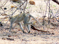 Chlorocebus cynosuros