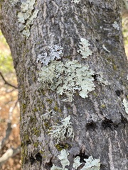 Parmelioideae