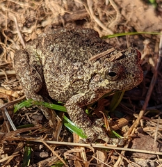Hyla chrysoscelis