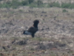 Terathopius ecaudatus