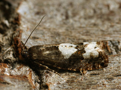 Epinotia trigonella