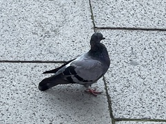 Columba livia domestica