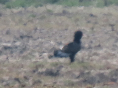 Terathopius ecaudatus