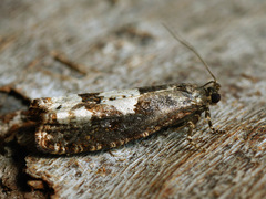 Epinotia trigonella