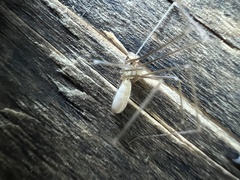 Pholcus opilionoides