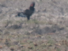 Terathopius ecaudatus