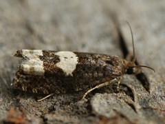Epinotia trigonella