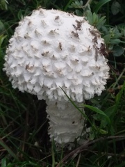 Saproamanita