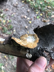 Coriolopsis gallica