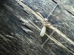 Pholcus opilionoides