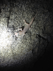 Phyllodactylus nocticolus
