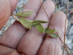 Symphyotrichum pratense
