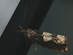 Epinotia trigonella