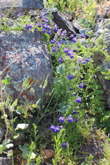 Tropaeolum azureum