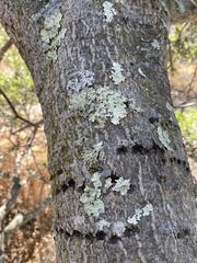 Parmelioideae