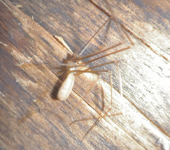 Pholcus opilionoides