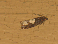 Epinotia trigonella