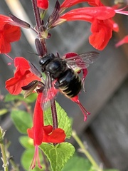 Xylocopa tabaniformis parkinsoniae