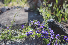 Tropaeolum azureum