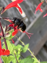 Xylocopa tabaniformis parkinsoniae