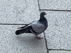 Columba livia domestica