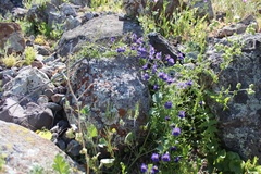 Tropaeolum azureum