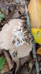 Macrolepiota mastoidea