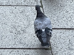 Columba livia domestica