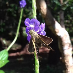 Borbo cinnara