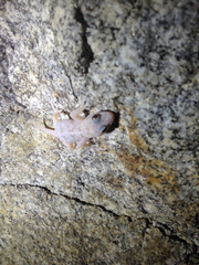 Phyllodactylus nocticolus